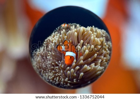 Incredible underwater world - Amphiprion ocellaris - False clown anemonfish (Western clownfish). Diving in Tulamben, Bali, Indonesia.
