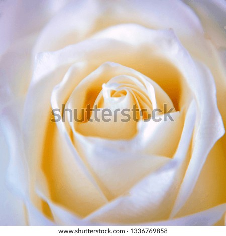 White rose flower. Colorful white rose flowers head