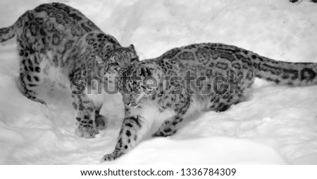 The snow leopard is a large cat native to the mountain ranges of Central and South Asia. 