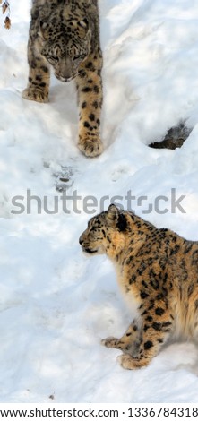The snow leopard is a large cat native to the mountain ranges of Central and South Asia. 