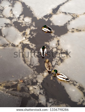 Ducks swimming in a cold half-frozen river in early spring isolated