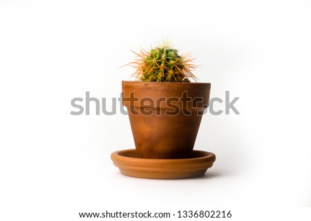 Echinocactus grusonii also known as golden barrel cactus in pot isolated on white background.