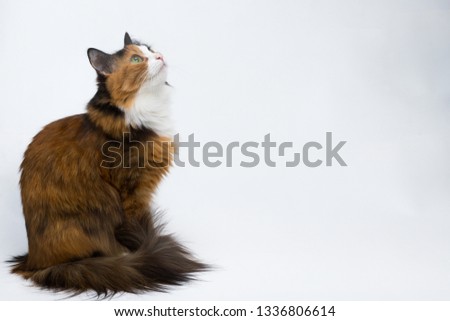 Tricolor motley young cat on a white background, studio lighting