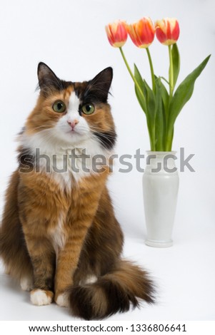 Three-colored motley young cat and a vase with three red and yellow tulips on a white background, studio lighting