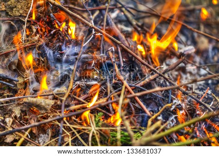 Burning fire in forest