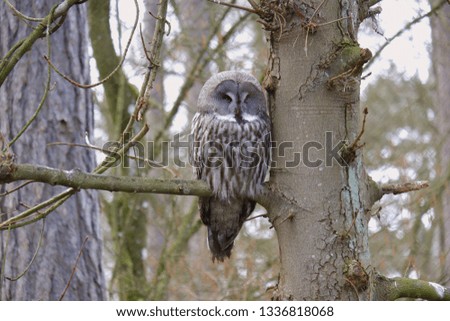 Adorable bird owl sitting on branch of tree in forest 