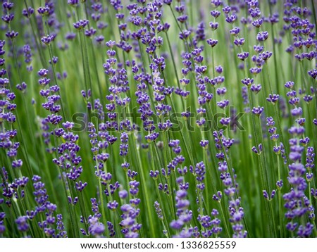 Macrophotography of many lavender Flowers filling the whole picture