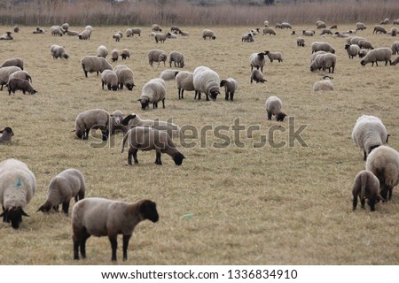 Outdoor view of flock of sheep grazing in a large meadow. Many animals located in a dry field and eating brown yellow grass. Natural landscape picture taken in southern France.