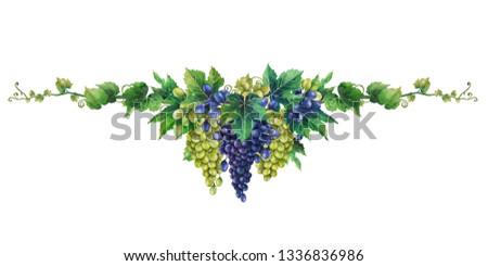 Watercolor bunches of white and blue grapes hanging on the branch with leaves. Hand painted illustration isolated on white background