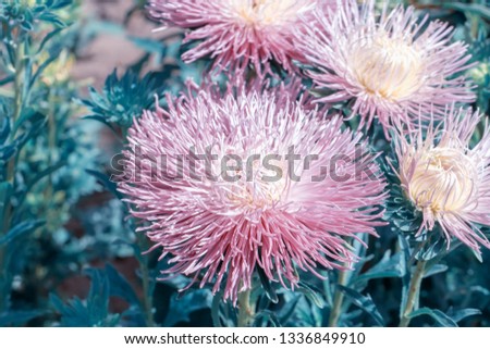 Beautiful flowers of asters on a flower bed. Pastel color. Shallow depth of field.