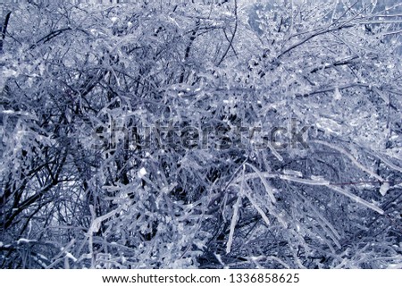 background in the form of icy bushes. the texture of the frozen branches of a tree. Winter landscape, snow and ice