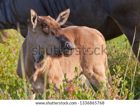A young blue wildebeest calf stands next to his mother in long grass and flowers in the African bush of South Africa. The calf has long eye lashes and a light golden hide. Royalty-Free Stock Photo #1336865768