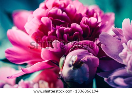 Blossoming fuchsia peony with gentle background. Romantic photo for print, poster, design, surface, wallpaper, birthday card, wedding, invitation. Watercolor effect. Bright bokeh. Floral passion