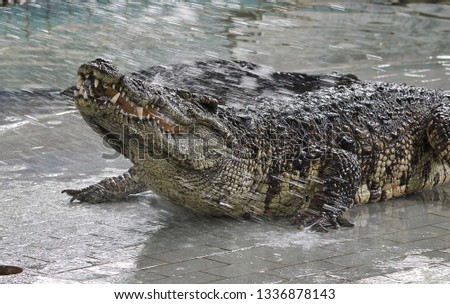 Crocodile with big teeth, head up in splashes of water. Show in Thailand