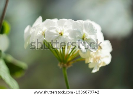 White geranium, Pelargonium flower with medicinal properties are on the windowsill