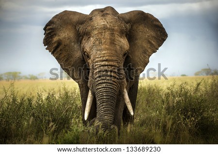 background elephant Royalty-Free Stock Photo #133689230