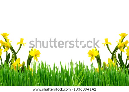 Easter Greeting Card Daffodils 