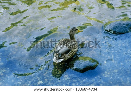 Beautiful view of nature. Beautiful view and background to nature, wild and domestic duck pond swimming in the water on a summer day.
