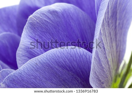 macro of blue anemone petals on white background
