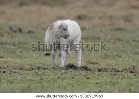 Small lambs on pasture. Easter lamb playing on the farm