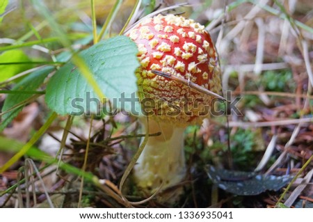 Amanita with a red hat and a white leg growing in the grass in the forest on an autumn day                              