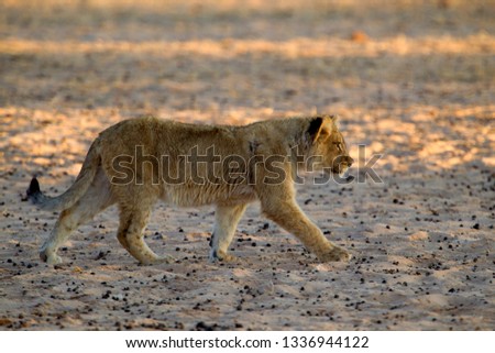 African lion (Panthera leo) - Cub, Kgalagadi Transfrontier Park, Kalahari desert, South Africa.