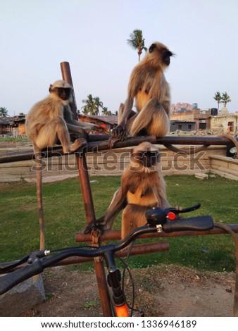 Three sitting  Monkeys  - Hampi India