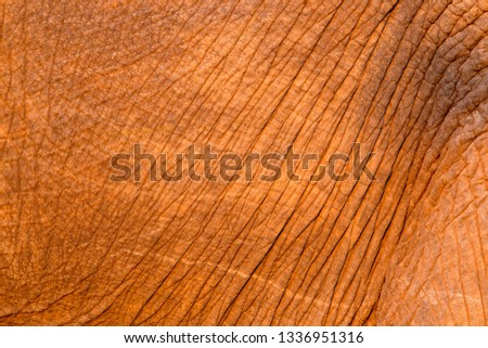 Skin details of  an African Elephant (Loxodonta africana),  Kruger National Park, South Africa.
