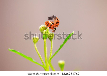 Ladybug or ladybird insect climbing. Fresh, vibrant colors and sunlight. Selective soft focus.