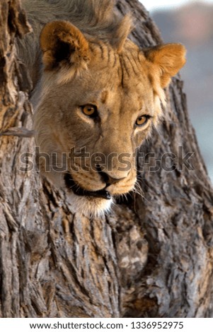 African lions (Panthera leo) - young Male, on the tree, Kgalagadi Transfrontier Park, Kalahari desert, South Africa.