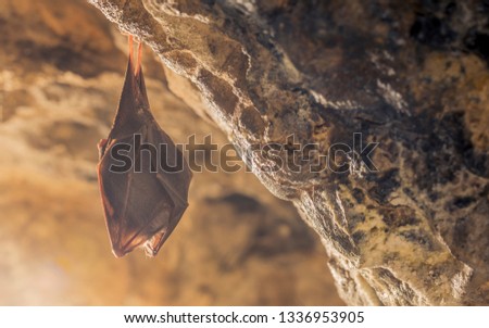 Close up small sleeping horseshoe bat covered by wings, hanging upside down on top of cold natural rock cave while hibernating. Creative wildlife photography. Creatively illuminated blurry background.