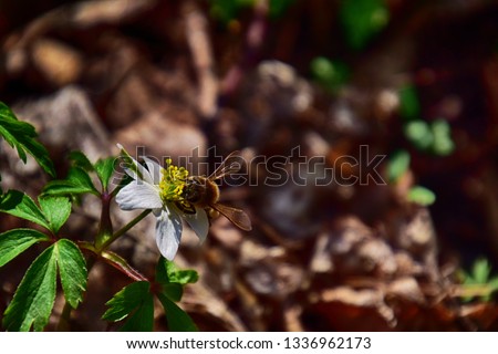 beautiful delicate white anemones growing in the spring green forest