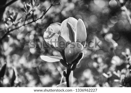 beautiful delicate magnolia flowers on a tree branch in a sunny spring garden