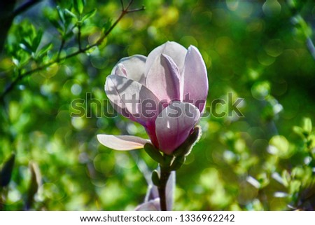 beautiful delicate magnolia flowers on a tree branch in a sunny spring garden