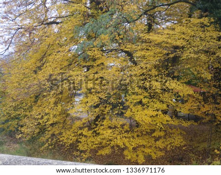 yellow autumn leaves on a tree in Döbeln