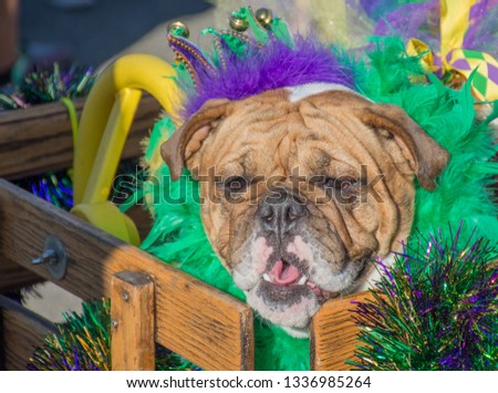 Bulldog in feather boa for mardi gras