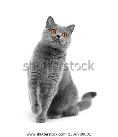 Gray shorthair British cat asks for food on a white background. A beautiful cat advertises food. Purebred Briton sitting on isolation raising his paw Royalty-Free Stock Photo #1336988081