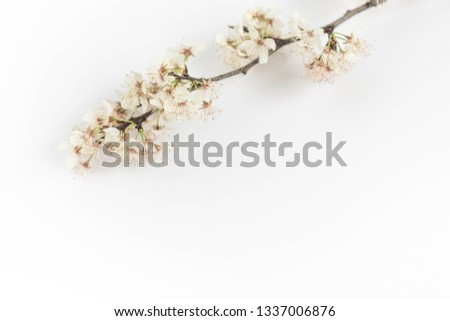 Styled photography, white blogger background, white flower, cherry blossom branch