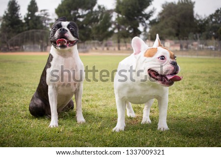 A Boston Terrier and a White French Bulldog (Frenchie) are together in one photo, in the park.