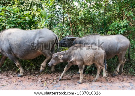 Wide angle picture of buffalos on the road close to Kalaw in Myanmar