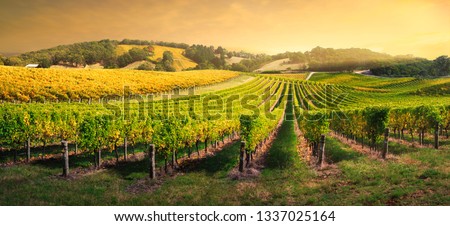 Beautiful Vineyard in the Adelaide Hills, South Australia Royalty-Free Stock Photo #1337025164