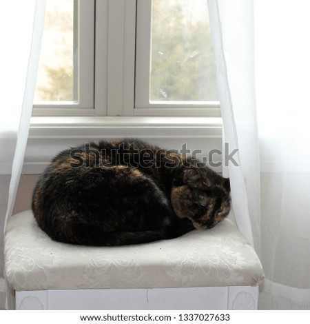 Sleeping cat on bench. Off white background. Most black cat. Some brown markings. Interior. Minor editing.