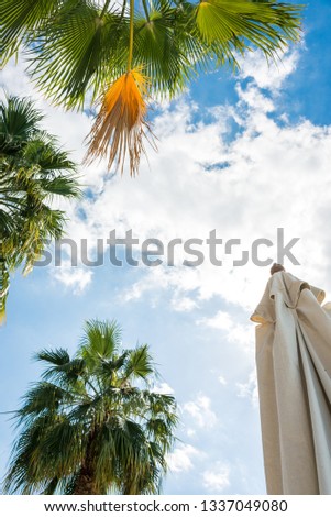 a lot of big green African palm tree against the blue sky. Vertical frame