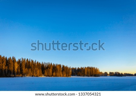 Forest in winter morning