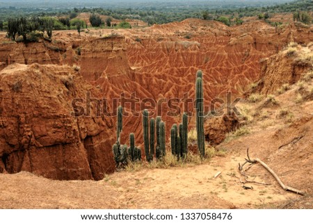 Green Cacti overlooking Burnt Orange Tatacoa Desert Canyon, Colombia