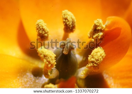 Macro photo of flower with pollen Royalty-Free Stock Photo #1337070272