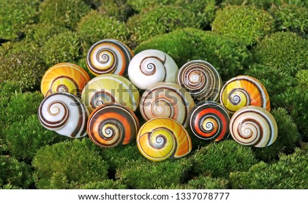 Snails : Polymita picta or Cuban snails one of most colorful and beautiful land snails in the wolrd from Cuba , its known as "Painted Snails", rare, endangered species and protected.