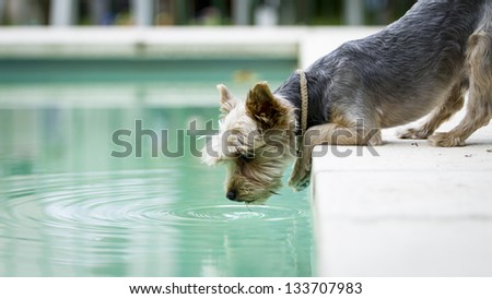 Cute Yorkshire Terrier Dog drinking water from the swimming pool
