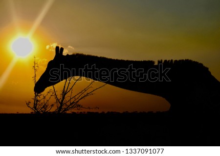 Giraffe silhouette at the sunset