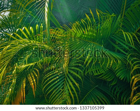 Tropical Palm leaves in the garden, Green leaf of tropical forest plant for nature pattern and background, People grow plants to make fences. color dark flat lay tone for input text